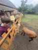 IMG_2456.jpeg